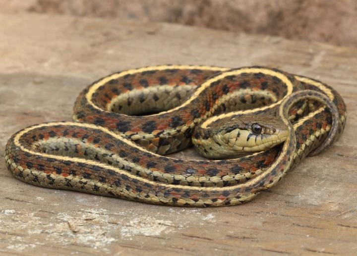 Coast Garter Snake